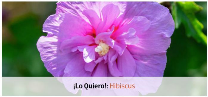 lo quiero hibiscus