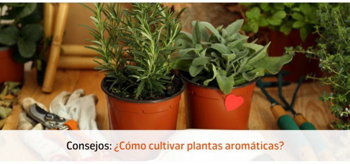 ¿Cómo cultivar plantas aromáticas?